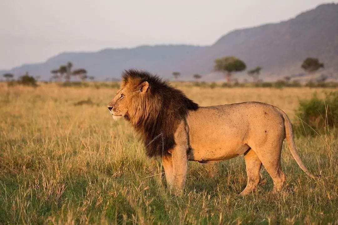 7-Day: Tarangire, Serengeti, Ngorongoro Crater & Lake Manyara from Arusha
