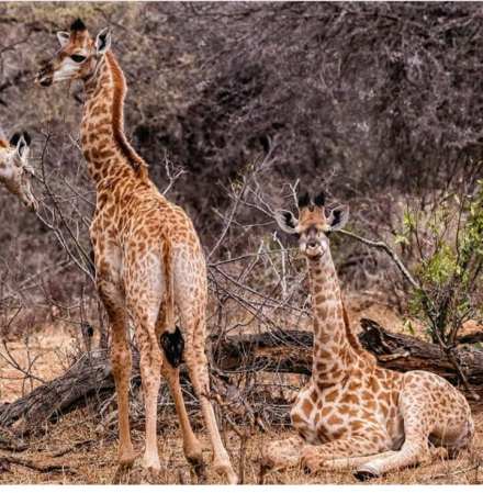 3-Day Experience the Beauty of Tanzania Luxury Safari