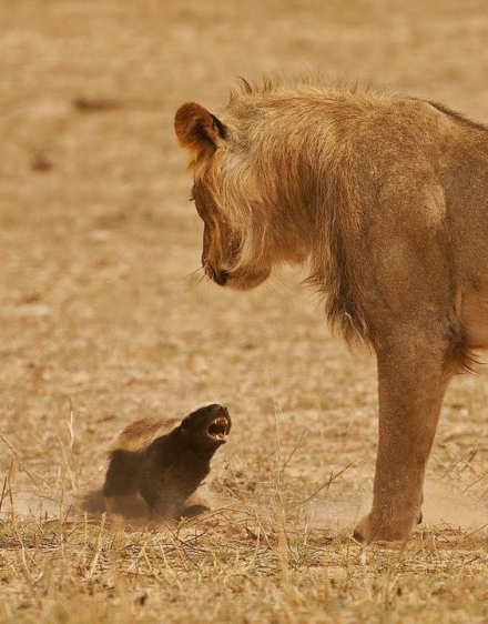 10-Day Beach Holiday & Game Drive Tour Mid - Range Safari 