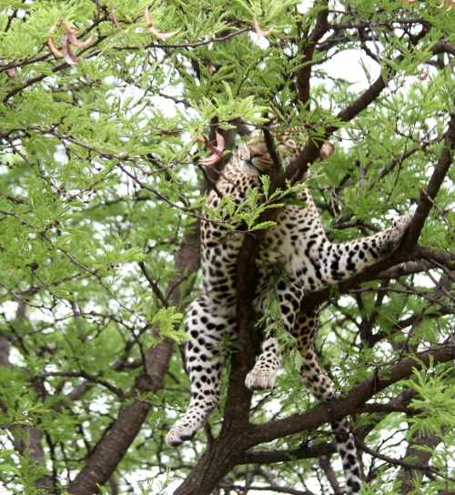 2-Day Private Luxury Safari: Tarangire & Ngorongoro Escape