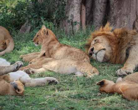 7-Day Journey of the Wildebeest - Mid-Range