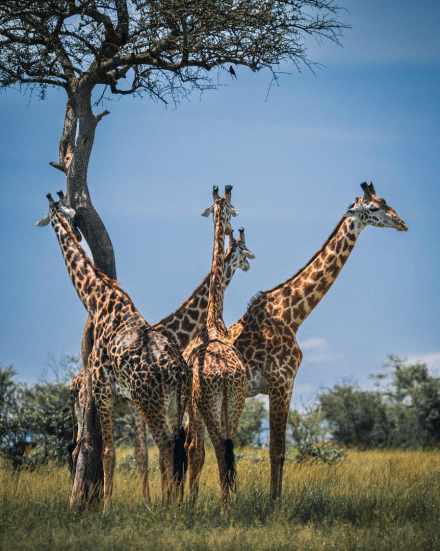 4-Day Private Budget Safari: Serengeti & Ngorongoro Adventure