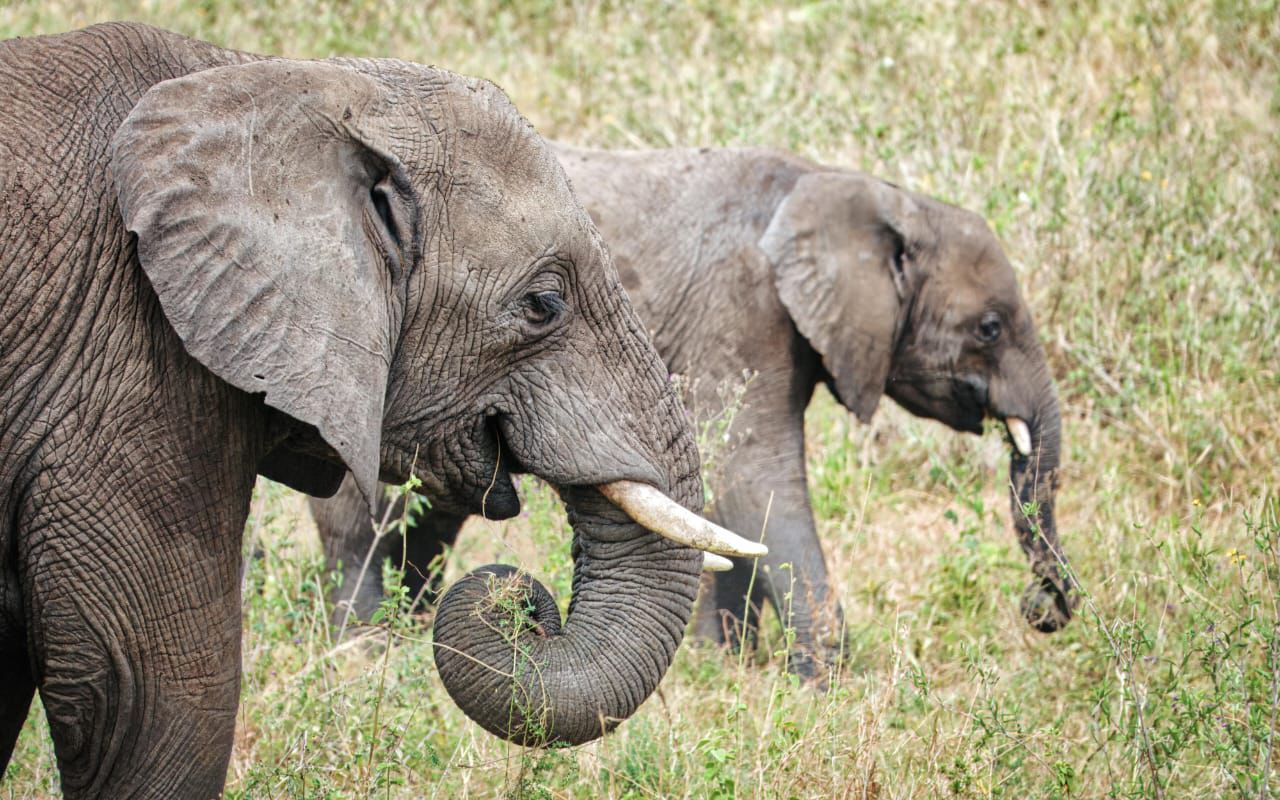 7-Day Northern & Southern Tanzania Safari Experience