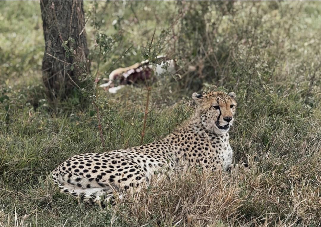 5-Day Private Budget Safari: Northern Tanzania Explorer