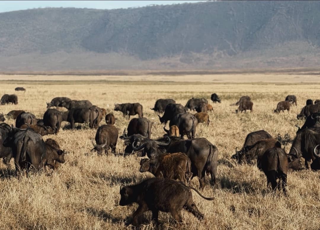 5-Day Private Midrange Safari: Northern Tanzania Highlights