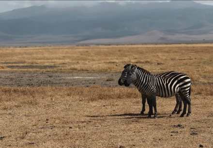 3-Day Private Luxury Safari: Serengeti & Ngorongoro Signature Experience