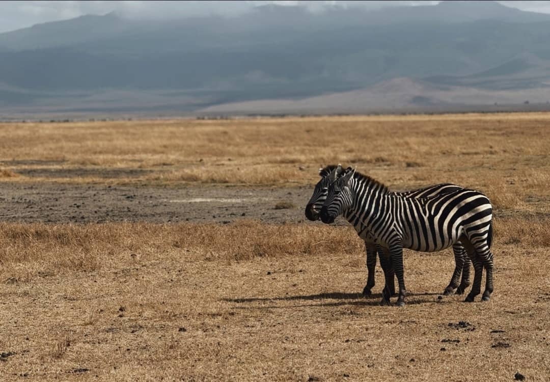 3-Day Private Luxury Safari: Serengeti & Ngorongoro Signature Experience