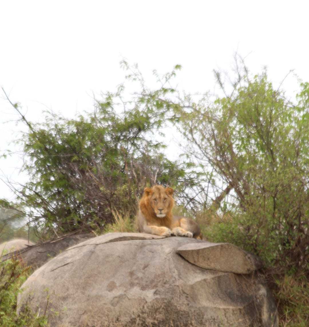 3-Day Private Luxury Safari: Northern Tanzania Elegance