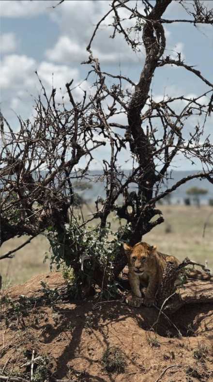 3-Day Private Midrange Safari: Northern Tanzania Highlights