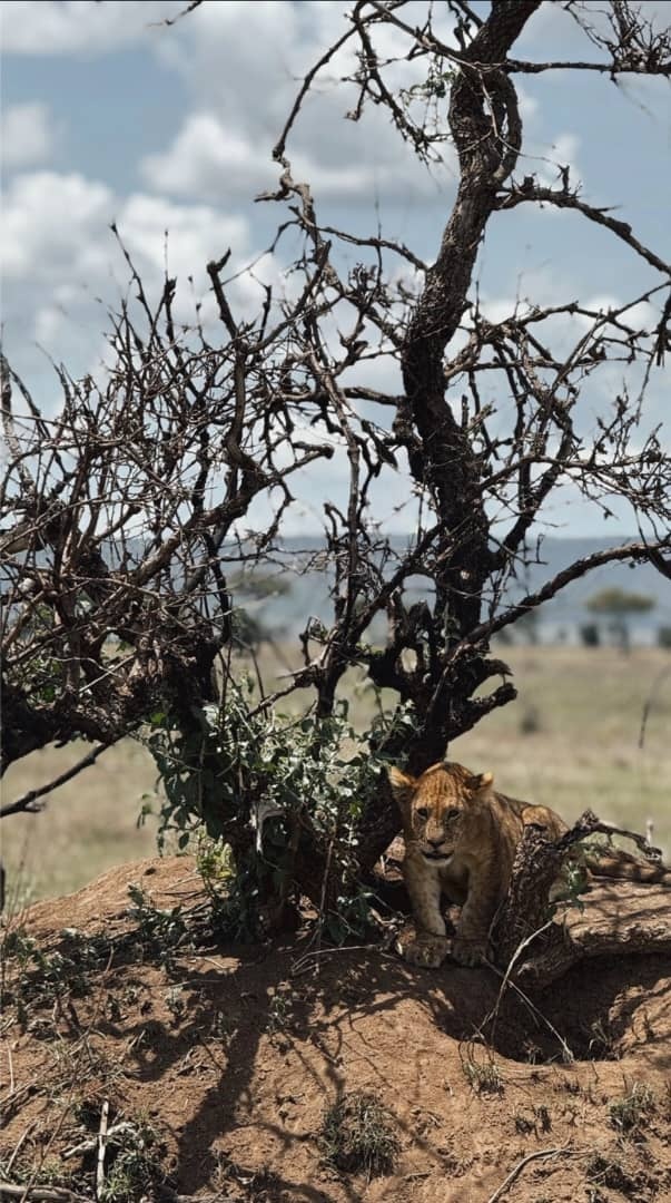 3-Day Private Midrange Safari: Northern Tanzania Highlights
