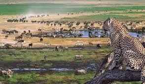 7-Day Luxury Honeymoon Safari: Tarangire, Ndutu, Serengeti & Ngorongoro