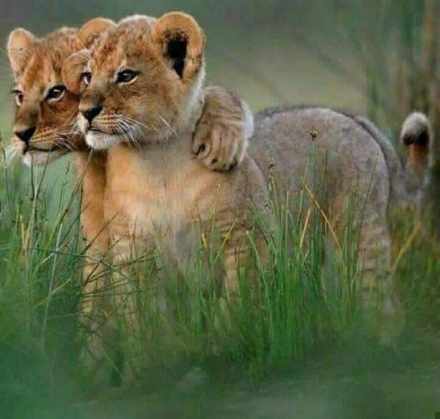 5-Day Living Among Lions - Luxury