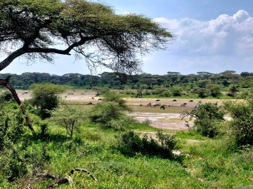 Ndutu Lake photo 1