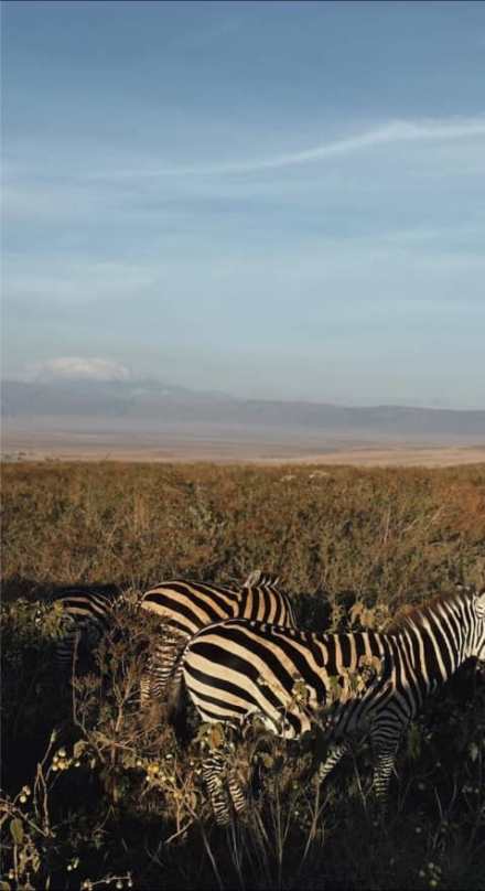 4-Day Private Midrange Safari: Serengeti & Ngorongoro Highlights