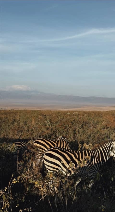 4-Day Private Midrange Safari: Serengeti & Ngorongoro Highlights