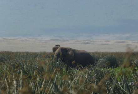 3-Day Private Midrange Safari: Serengeti & Ngorongoro Highlights