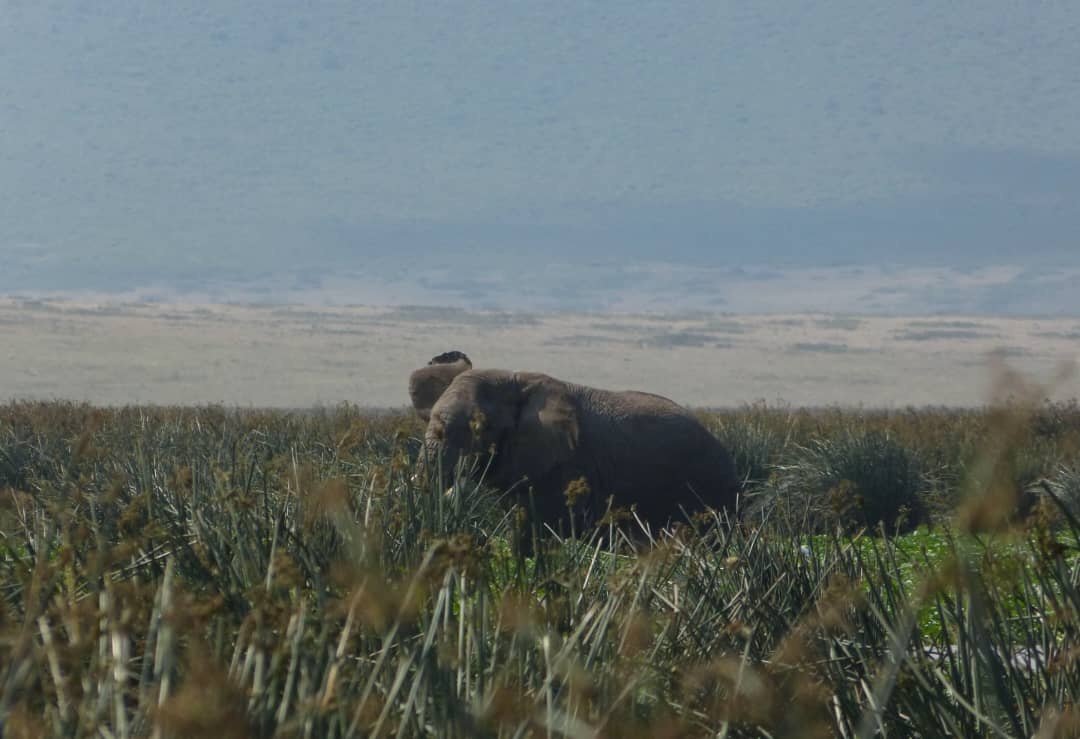 3-Day Private Midrange Safari: Serengeti & Ngorongoro Highlights