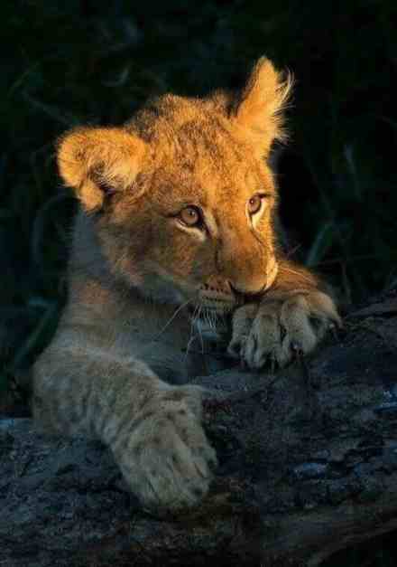 8-Day Wildlife and Beach Luxury Safari
