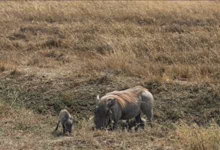 4-Day Private Luxury Safari: Serengeti & Ngorongoro Exclusive Experience