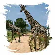 9 Days Private Budget Tanzania Safari & Zanzibar Escape