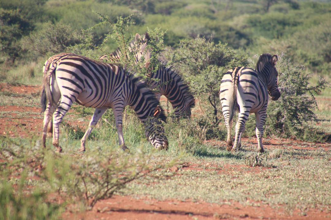 8日游：坦桑尼亚桑给巴尔海滩