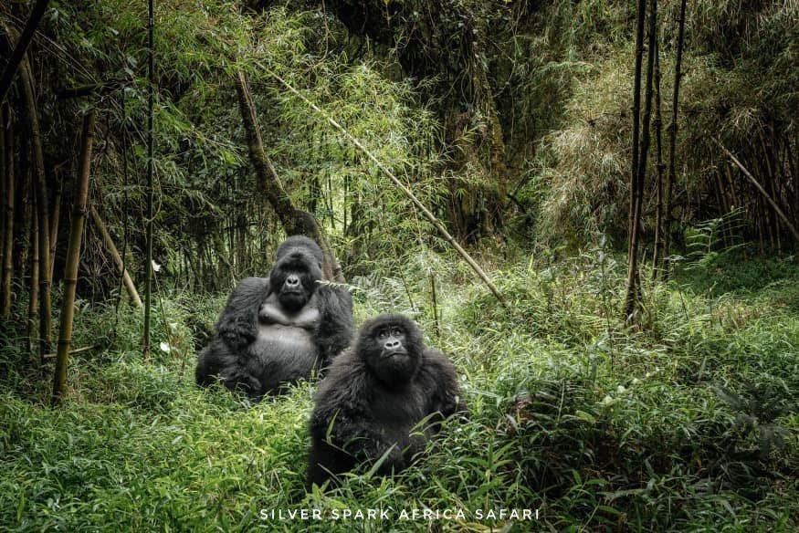 8 -Day Bwindi Gorilla Trek Maasai Mara, Lake Nakuru & Naivasha Park