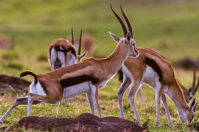 8-Day Tanzania Safari: Serengeti, Ngorongoro Crater & Zanzibar Beach Tour