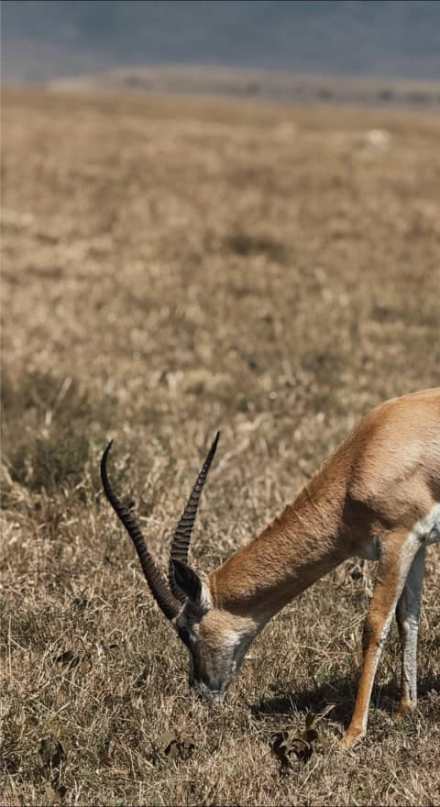 9 Days Private Midrange Tanzania Safari & Zanzibar Adventure