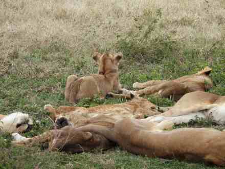 3-Day Tanzania Group Camping Safari