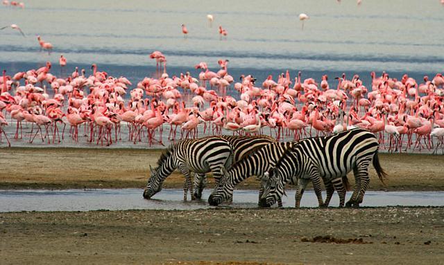 4 Day Big Five Quest in Tanzania, Cultural Experience And Activities