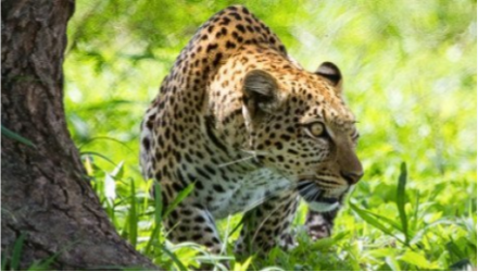 7-Day All-Inclusive Luxury Family Safari