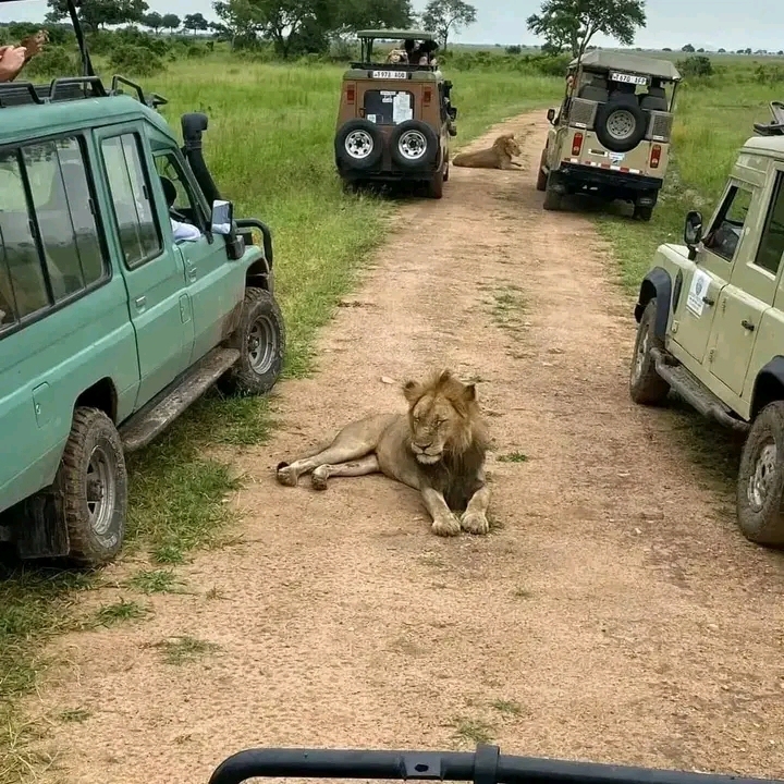 5–7 Day Tanzania Camping Safari (Private): Tarangire Park, Serengeti Park & Ngorongoro Crater