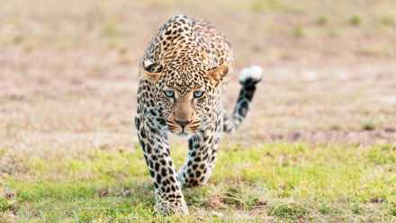 4-Day Tarangire, Serengeti & Ngorongoro from Zanzibar