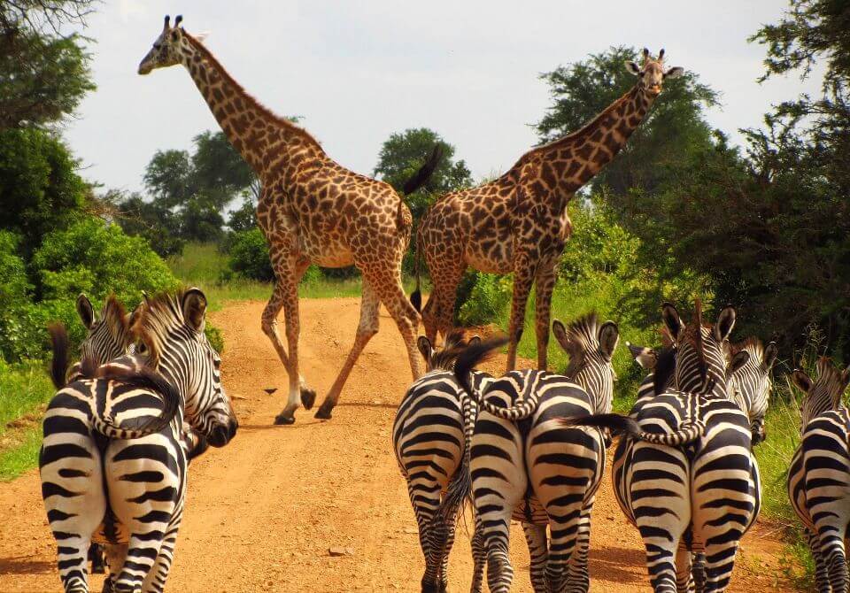 4-Day Fly in Safari to Serengeti, Ngorongoro & Tarangire