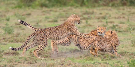 2-Day Safari from Zanzibar to Serengeti & Ngorongoro