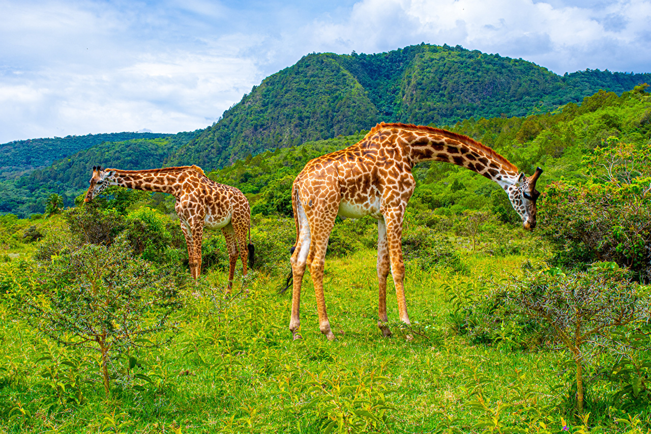 5-Day Safari to Serengeti, Ngorongoro and Tarangire NP