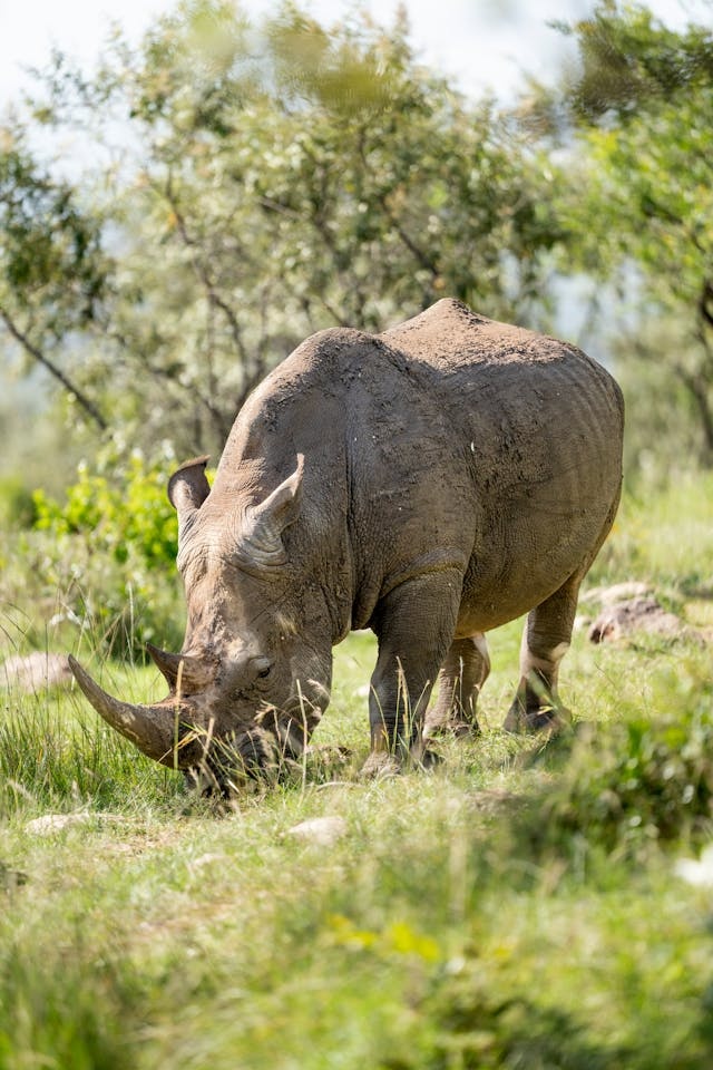 4-Day Ndutu Migration Safari (Luxury Package)