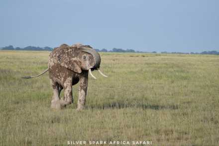 7-Day Samburu, Maasai Mara, L Nakuru, Lake Naivasha National Park