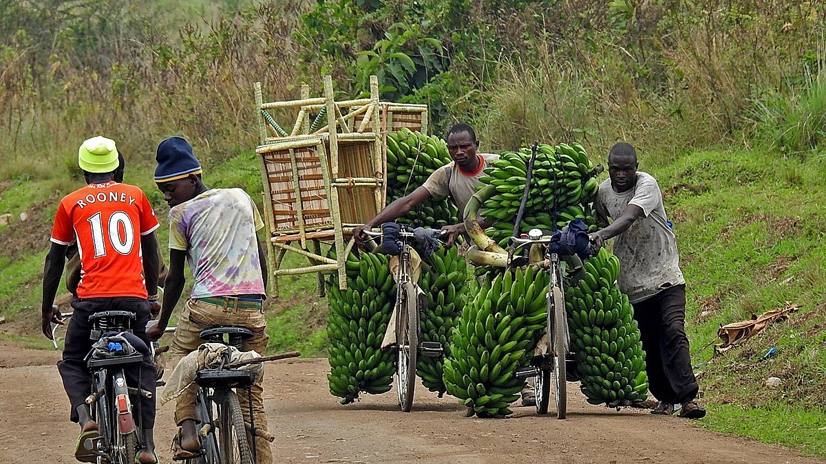 6-Day Gorilla, Chimpanzee, and Wildlife Safari