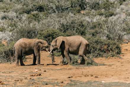 4-Day Ndutu Migration Safari ,Budget & Private Safaris.