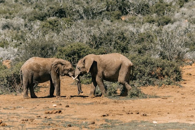 4-Day Ndutu Migration Safari ,Budget & Private Safaris.