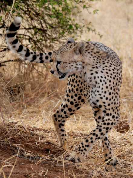 3-Day Fly-In Safari on a Budget -Ndutu, Serengeti & Ngorongoro Adventure
