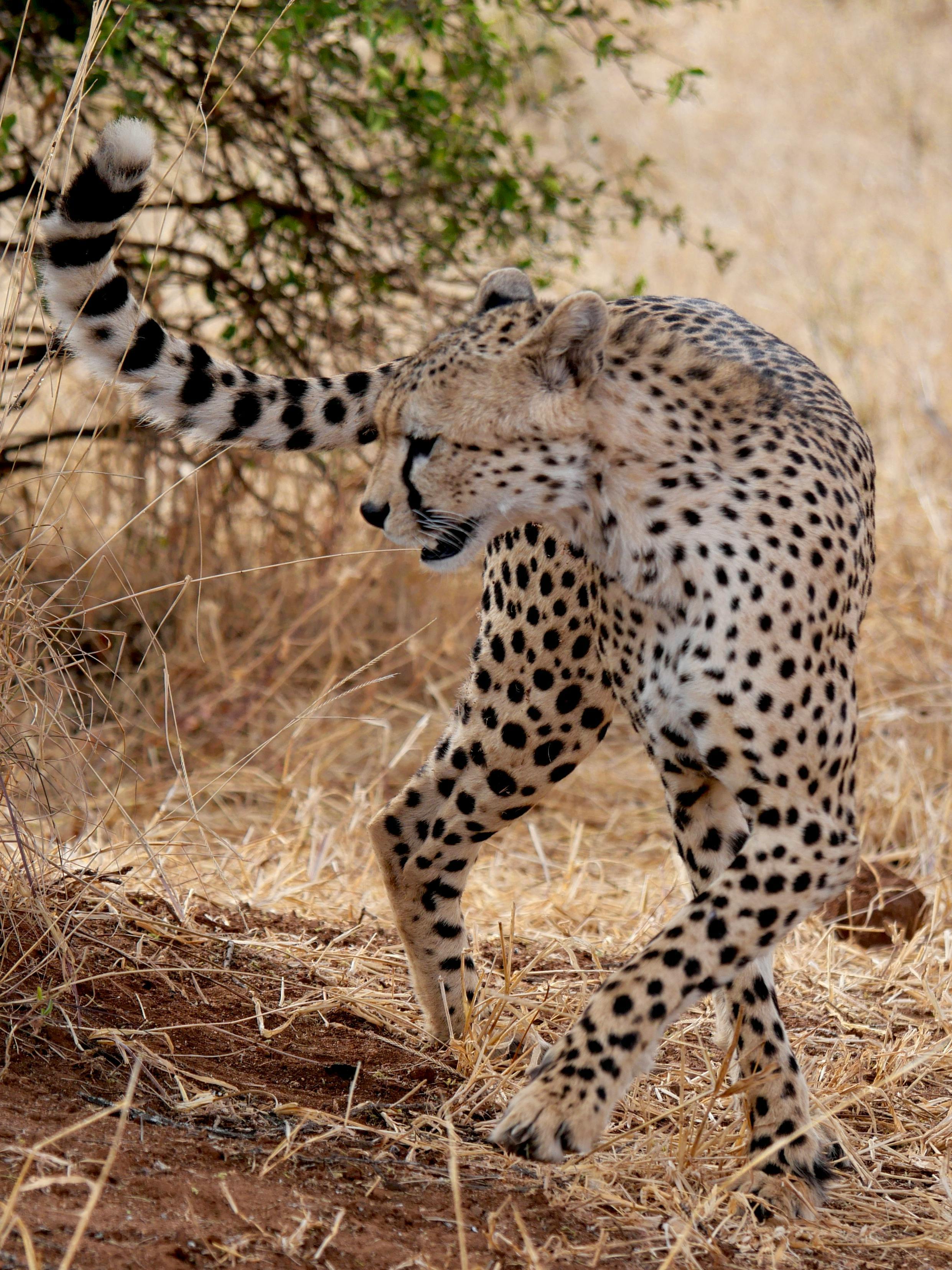 3-Day Fly-In Safari on a Budget -Ndutu, Serengeti & Ngorongoro Adventure