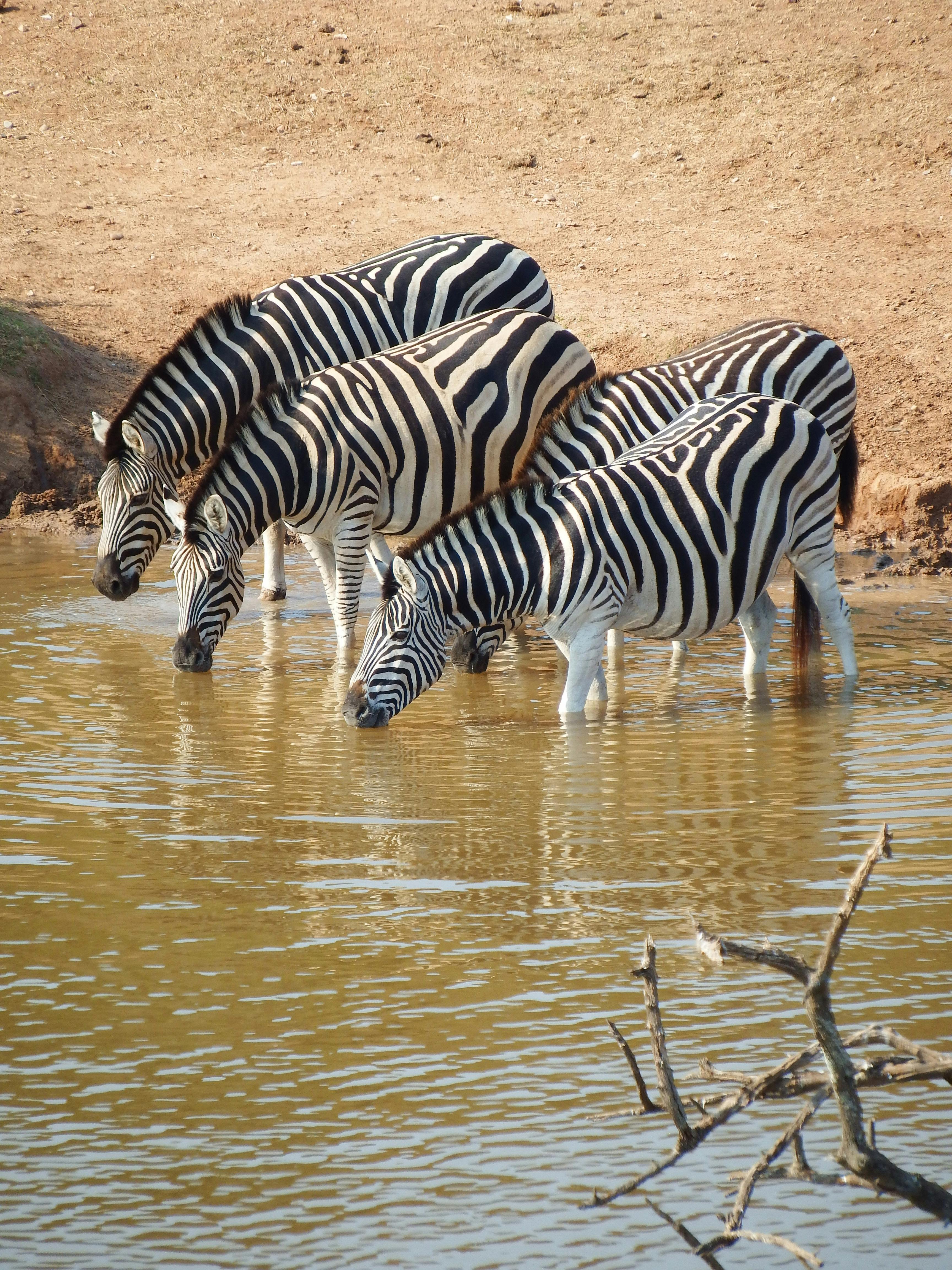 3-Day Classic Fly-In Safari: Serengeti, Ndutu & Ngorongoro Wildlife Experience