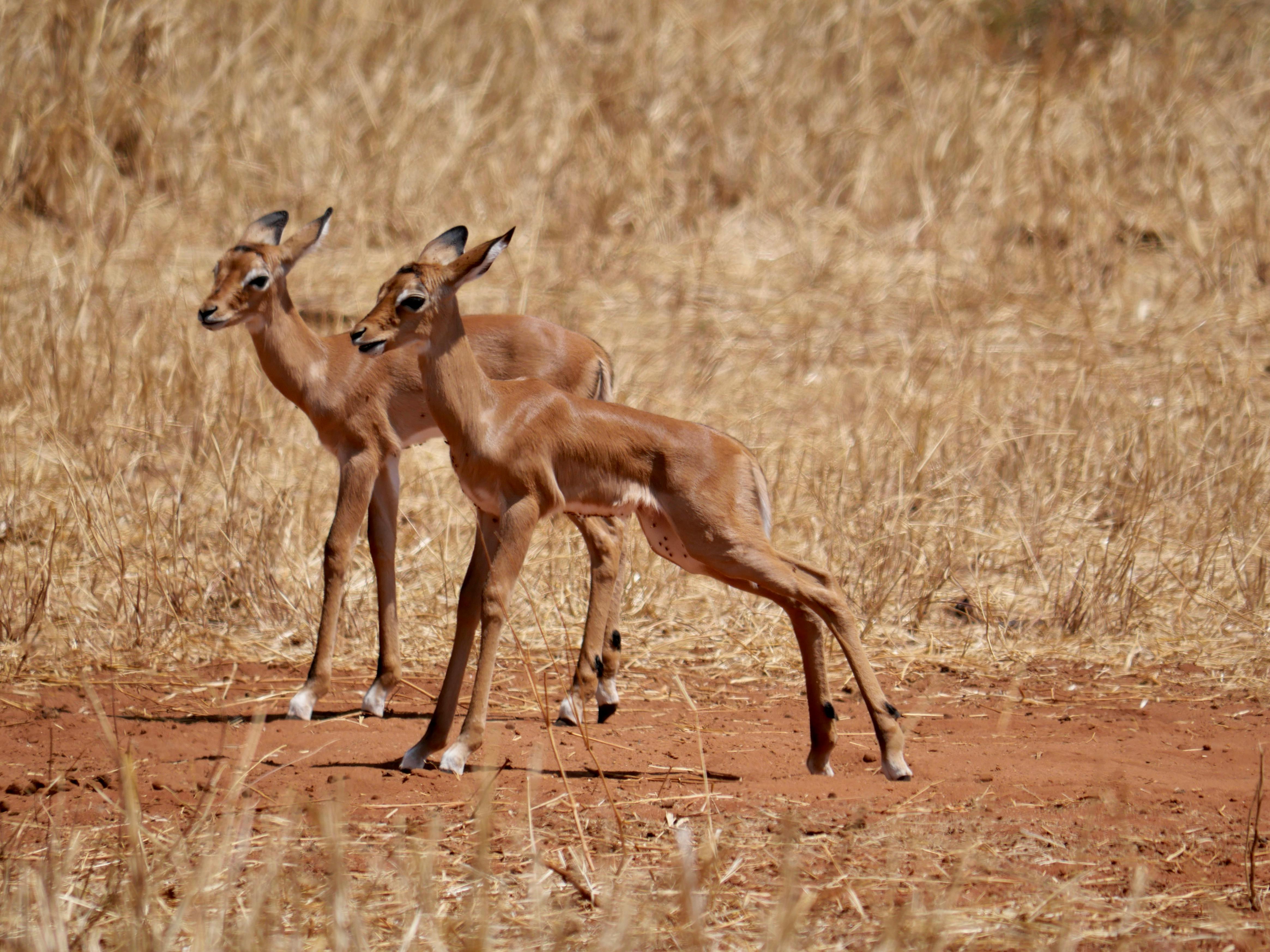 3-Day Luxury Fly-In Safari: Exclusive Serengeti, Ndutu & Ngorongoro Journey