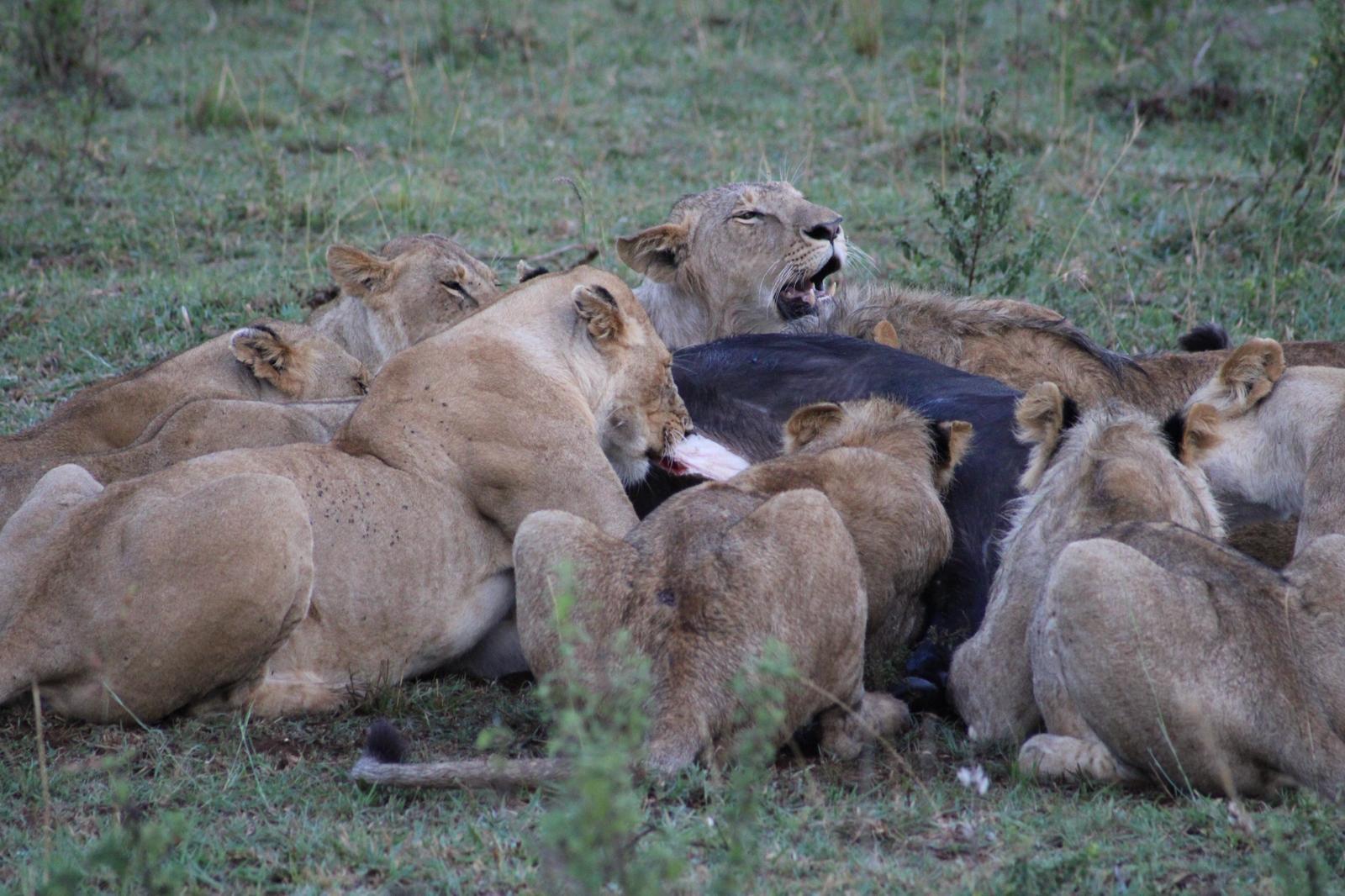 6-Day safari to Masai Mara, Lake Nakuru and Amboseli 