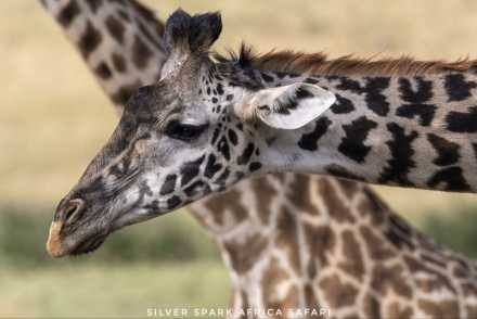 10-Day Game drive & Birding Bogoria, Serengeti, Mara, Ngorongoro, Amboseli Park