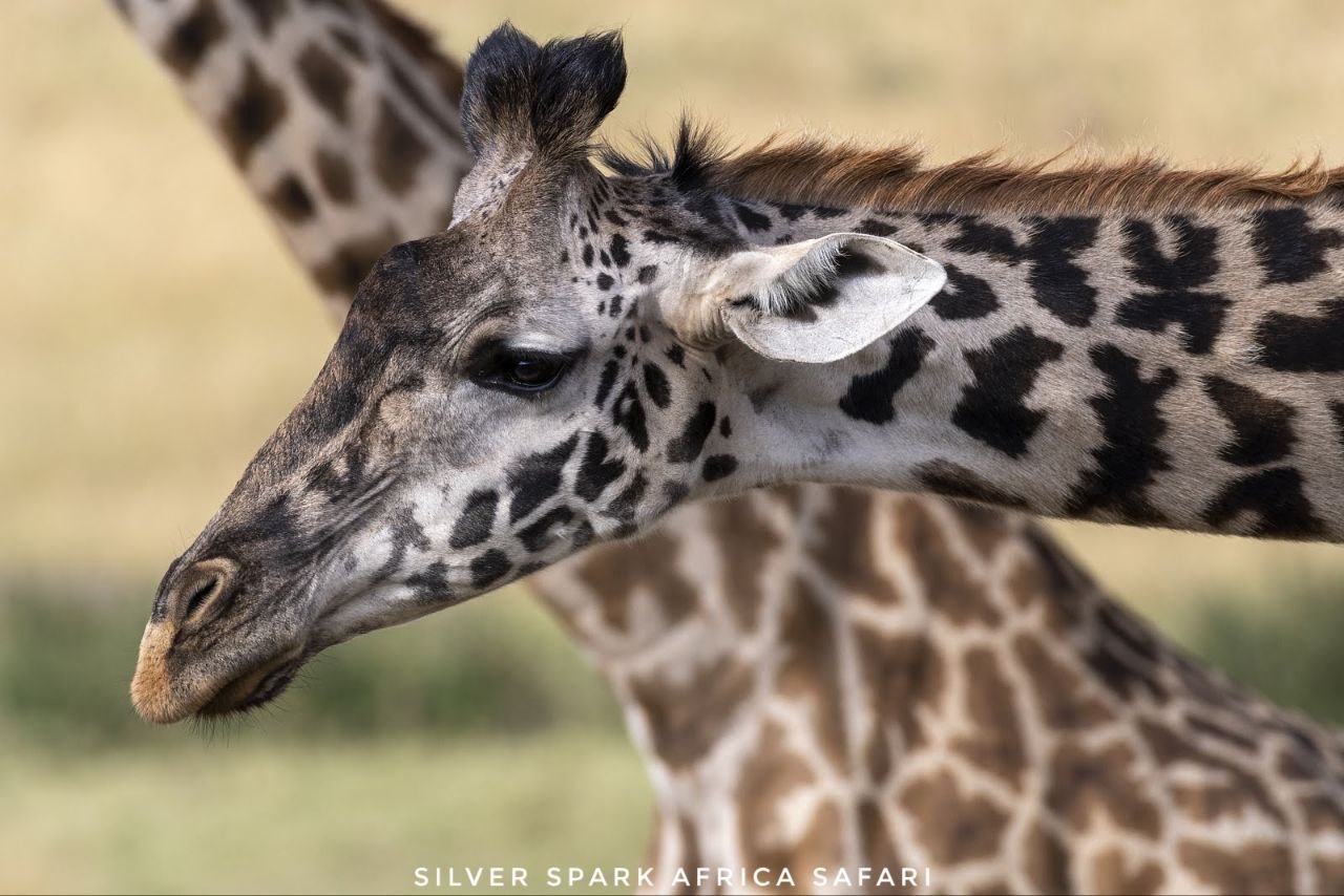 10-Day Game drive & Birding Bogoria, Serengeti, Mara, Ngorongoro, Amboseli Park