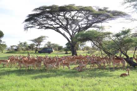 4 Days Wildlife Safari Tarangire, Ngorongoro & Manyara 