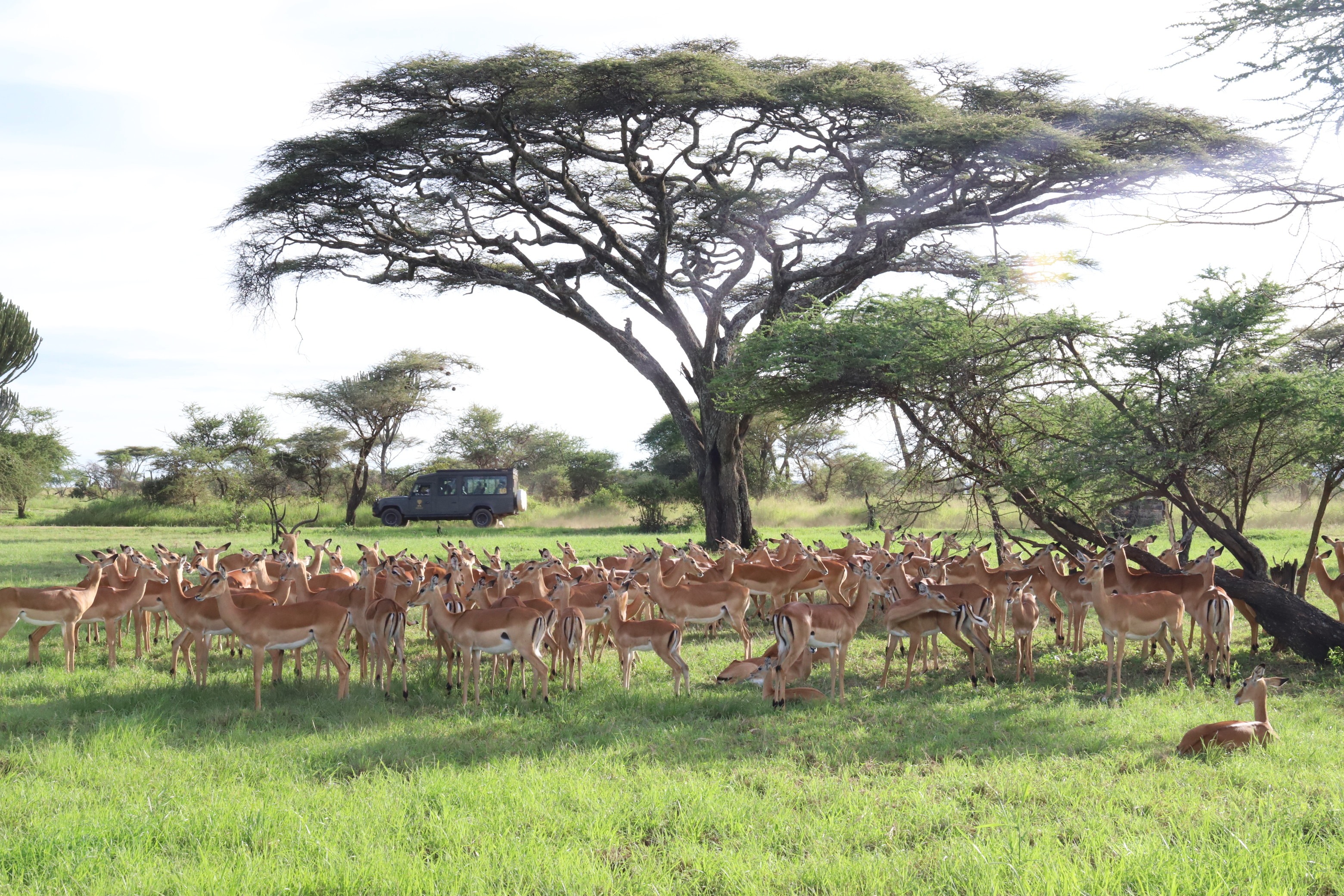 4 Days Wildlife Safari Tarangire, Ngorongoro & Manyara 